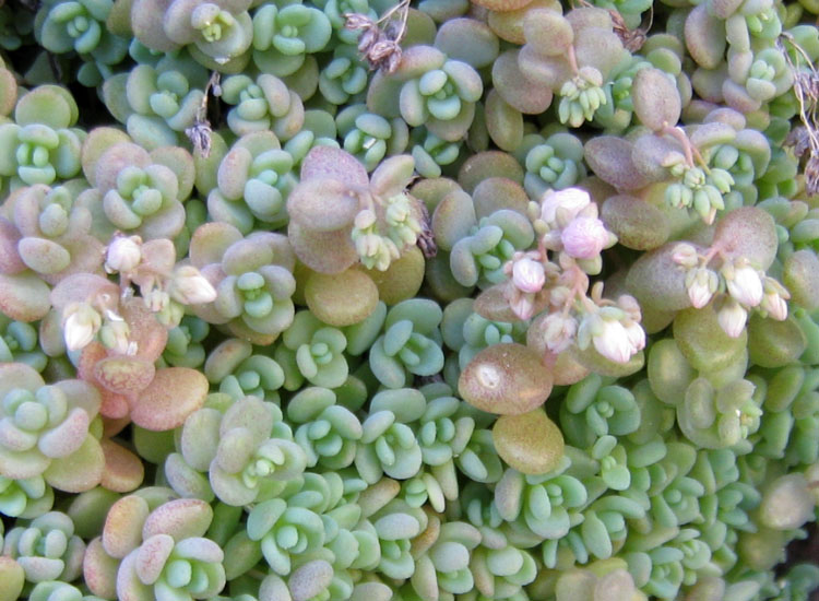 Euphorbia dendroides, Senecio cineraria e Sedum dasyphyllum